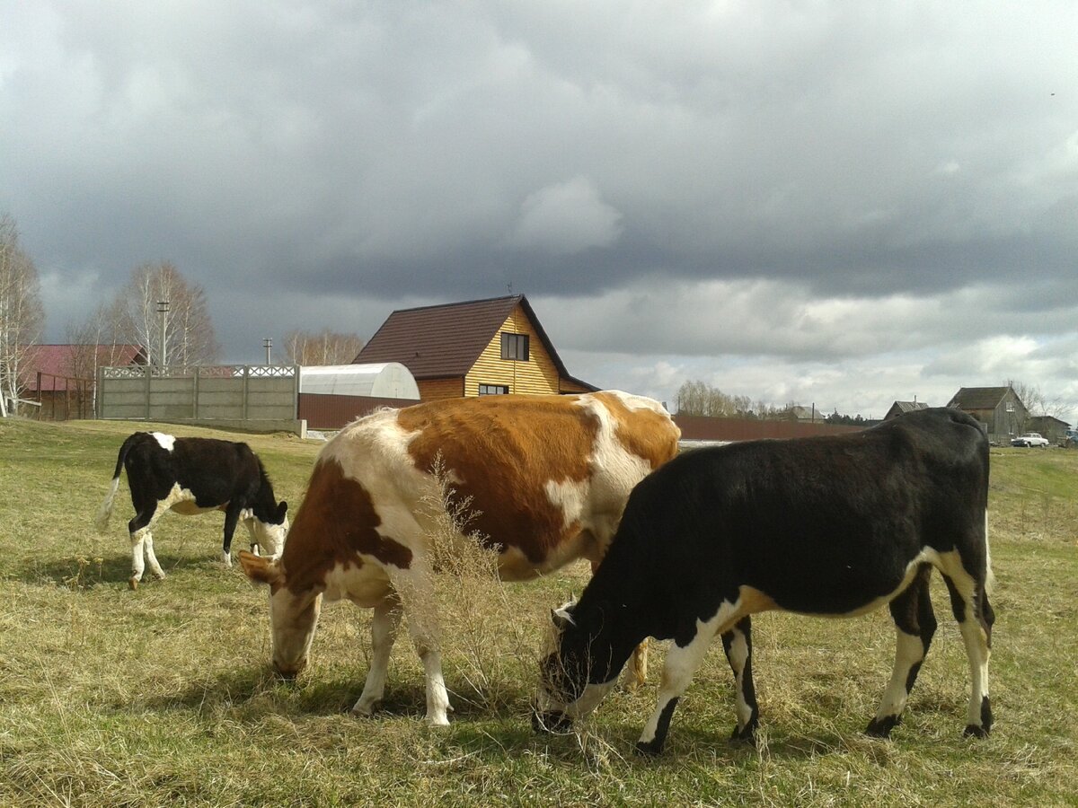 На выпасах.