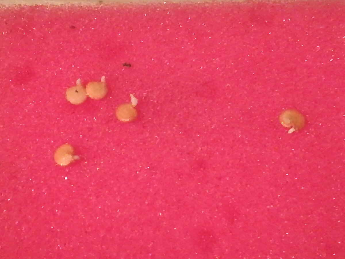 семена томаты перцы. через сколько дней проклевываются семена перца. пророщенные семена перца. через сколько всходит перец. через сколько дней проклевываются семена перца.