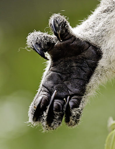 А еще у них есть уникальные отпечатки пальцев, как у человека
