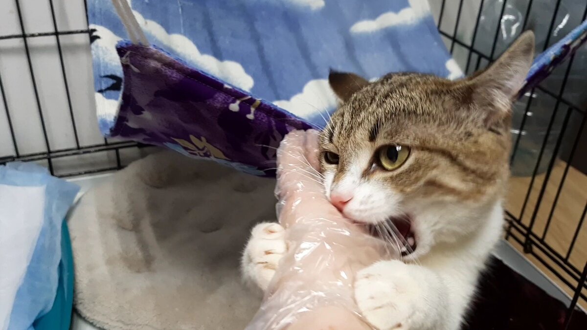 Охотница Красивая ))