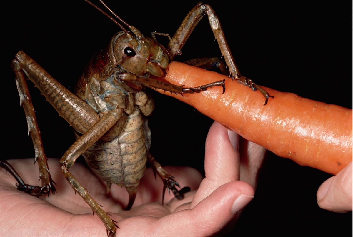 Уэта справилась с морковкой за пару минут и попросила добавки!