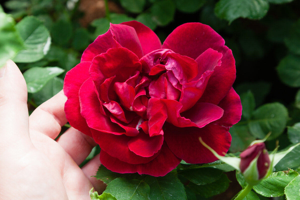 Cuthbert Grant (Катберт Грант) — элегантная канадская роза. | Питомник  Тамара Розы | Дзен