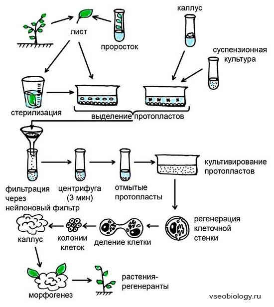 Этапы микроклонального размножения