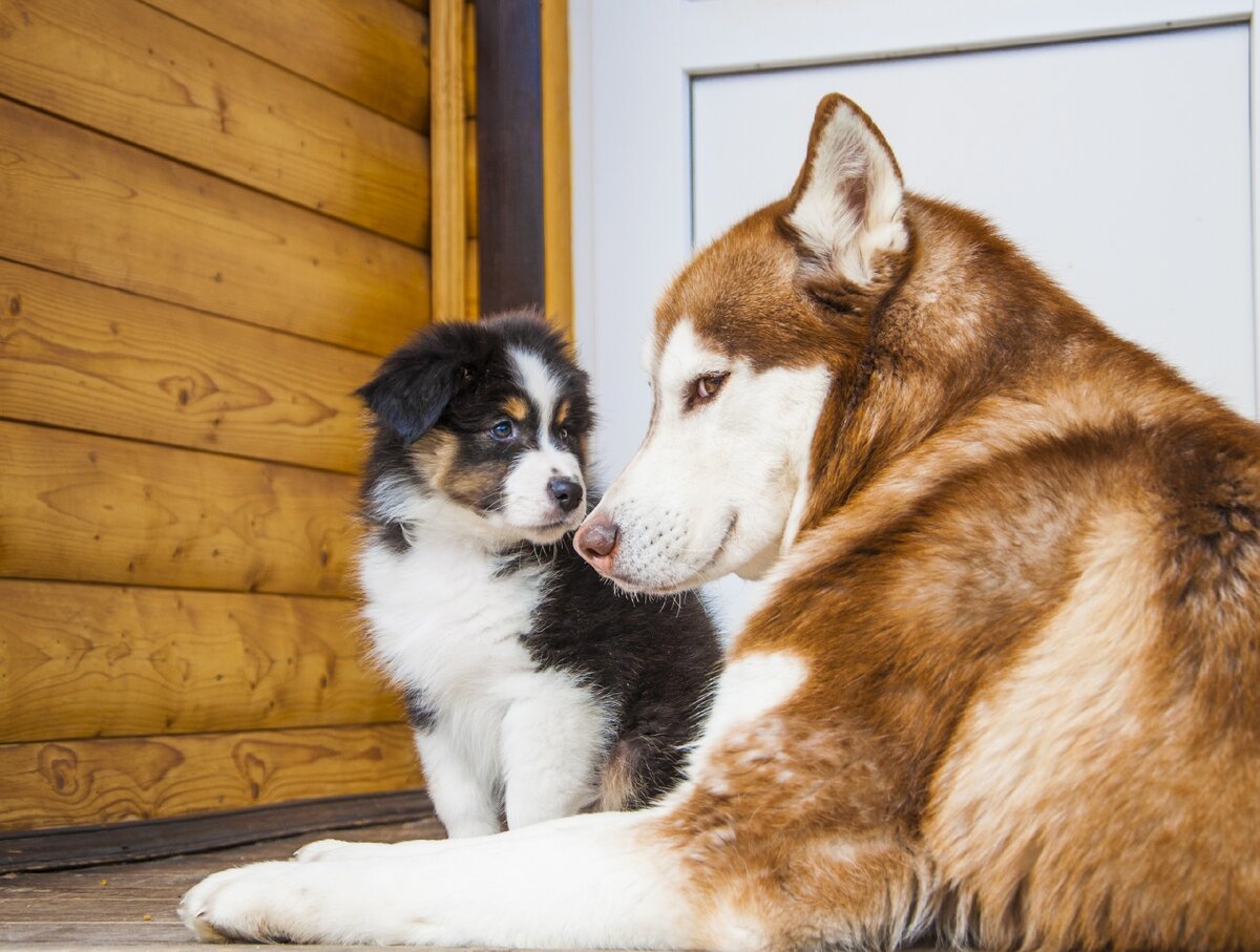 Dogs us. Хаски Игорь. Хаски Игорь дзен. Хаски Игорь фото. Хаски Игорь и Нота Наташа.