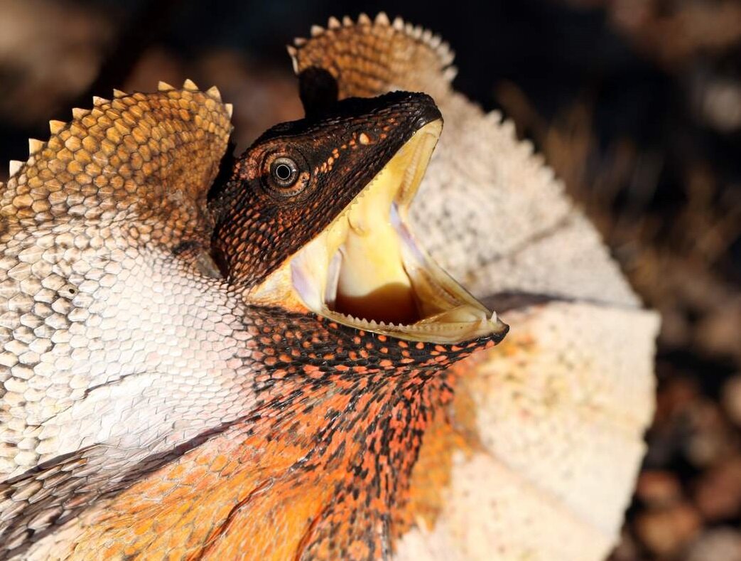 Разбегайся кто может!  