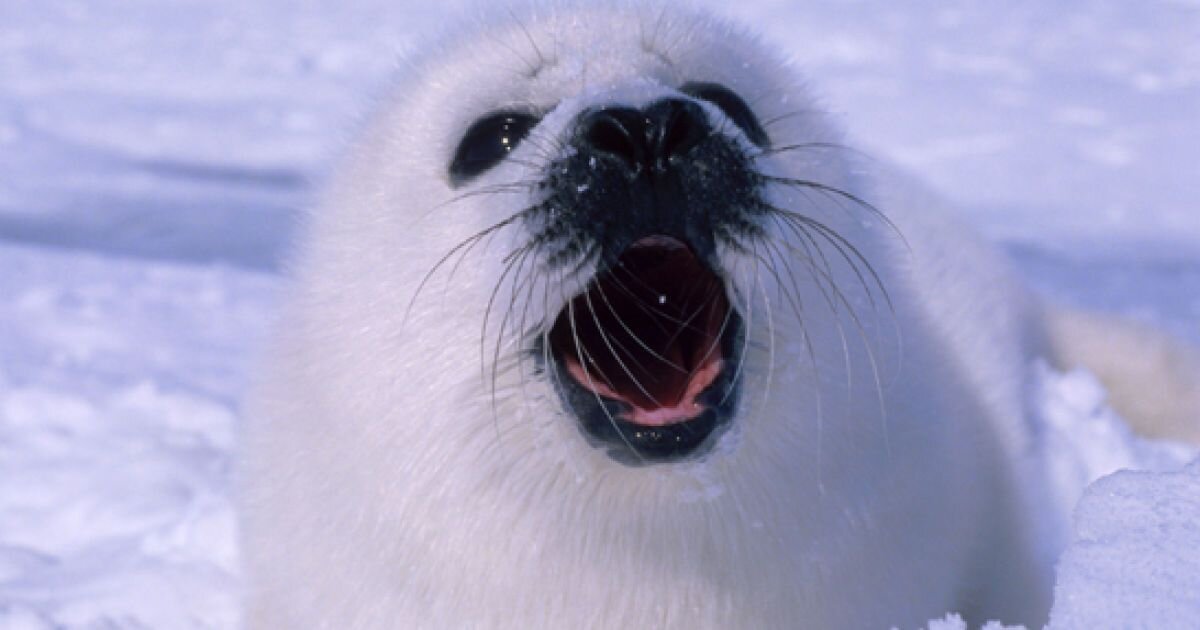 Сейчас опасность угрожает ста тысячам щенков тюленя (фото из свободных источников)