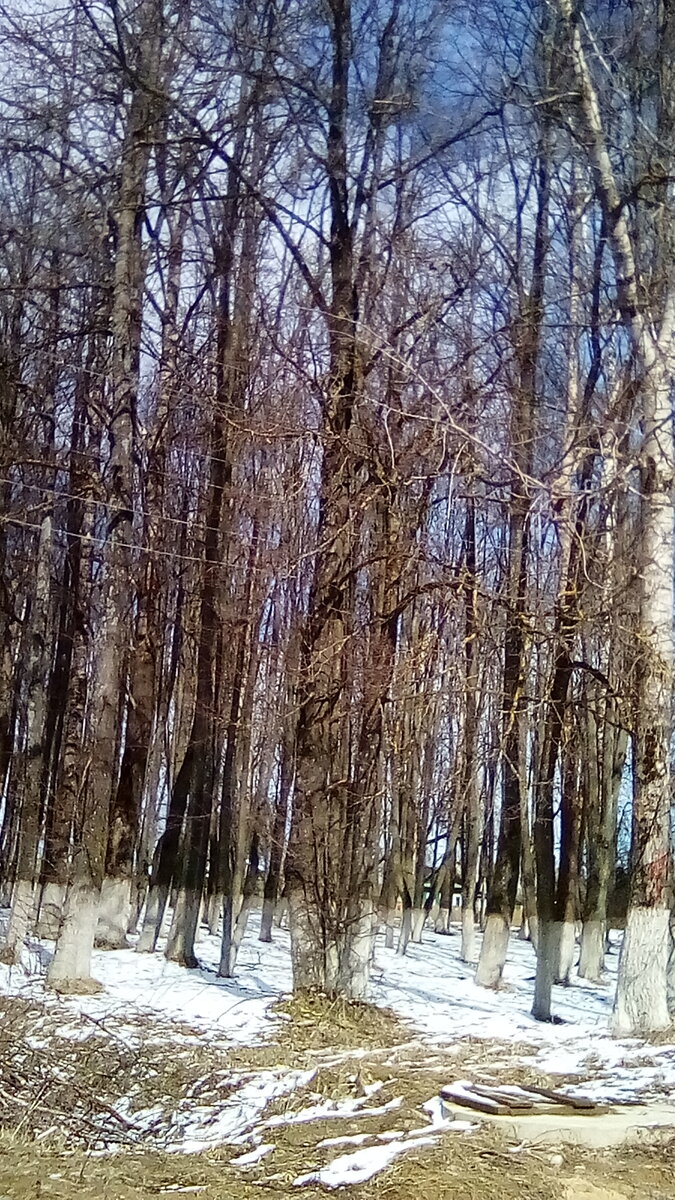 Школьный сквер