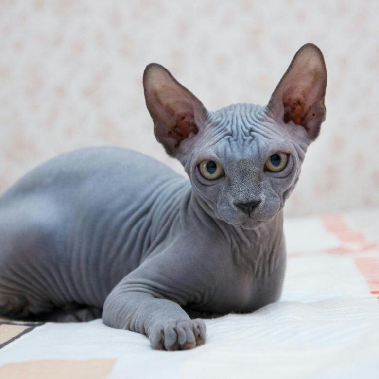 Голубой окрас