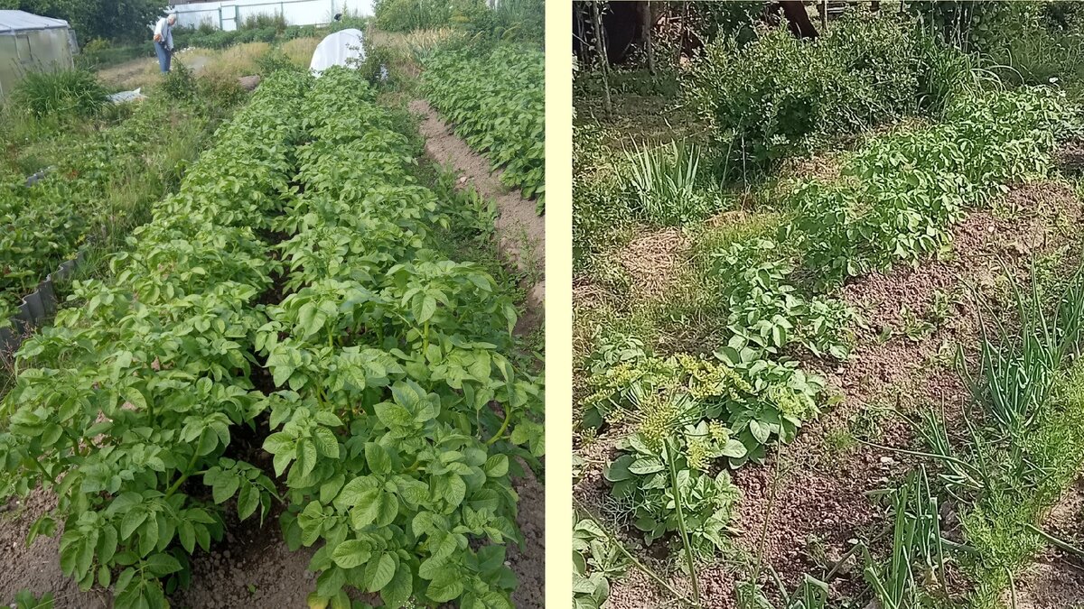 Картофель на моей даче - слева из клубней, справа из ростков
