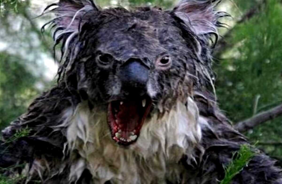 Смешная коала - фото онлайн на биржевые-записки.рф