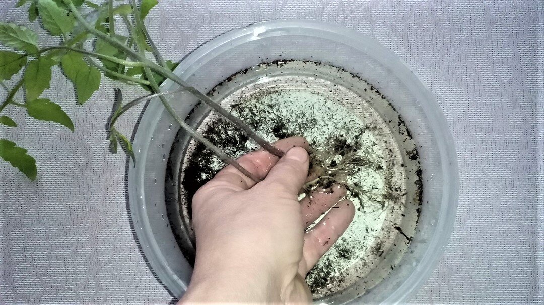 Смываем землю с корней. Фото автора