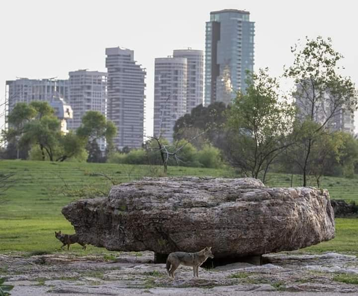 Дикие животные на улицах Израиля, и это - не кино