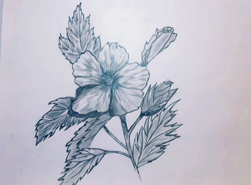 Гибискусы древовидные 