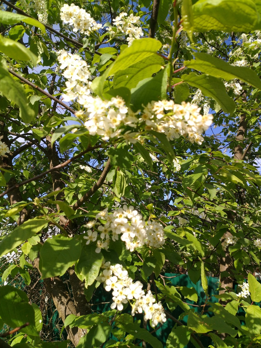 Зацвела черемуха