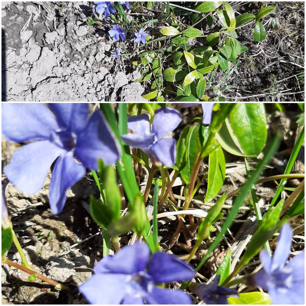 Барвинок часто называют растением для ленивых садоводов, так как более неприхотливое растение трудно найти. Фото автора статьи. 