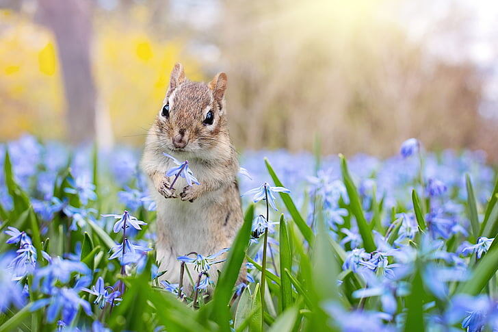 Royalty-Free photo: Squirrel with blue petaled flowers | PickPik