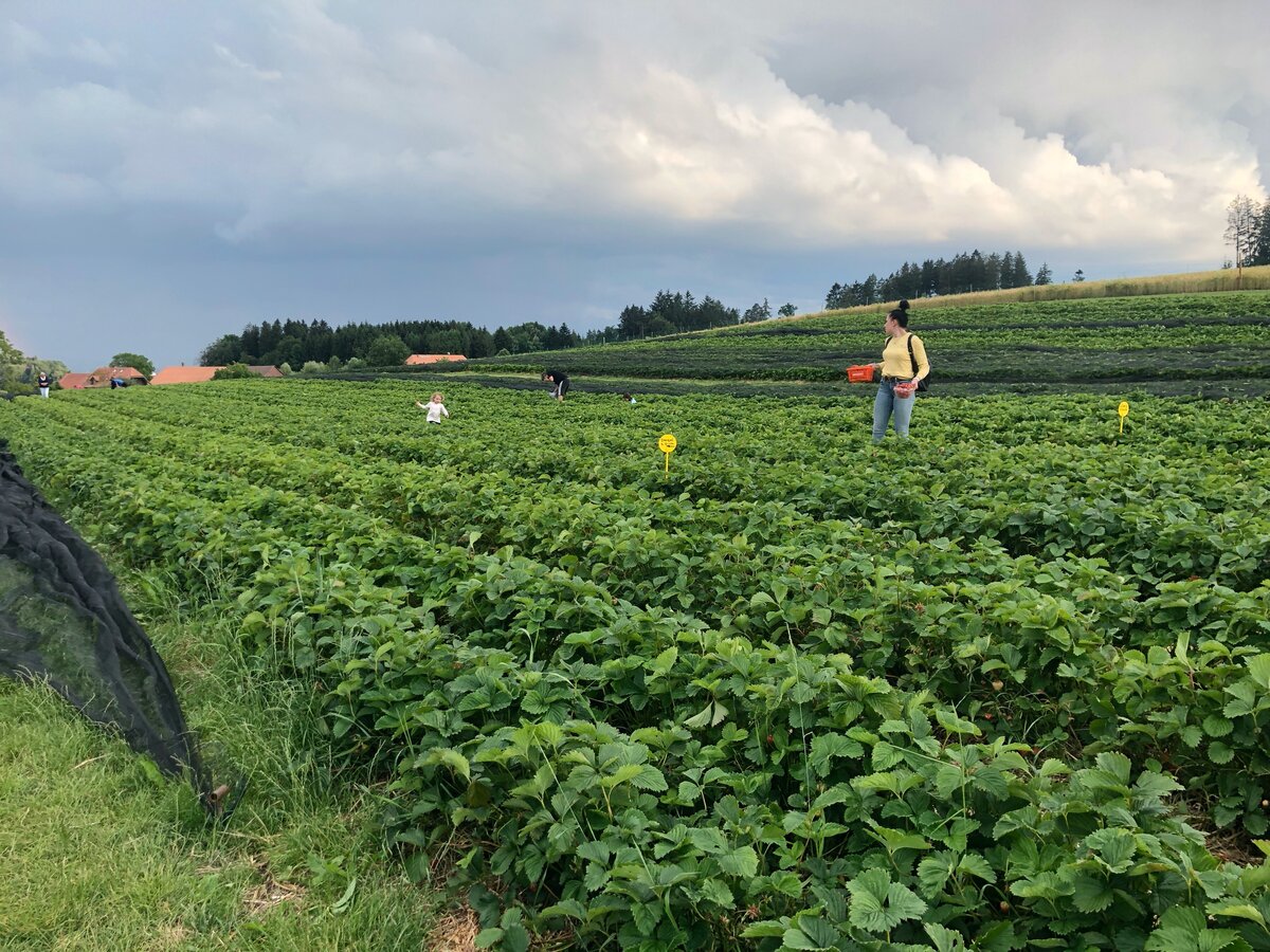 Клубничное поле. Фотография из личного архива