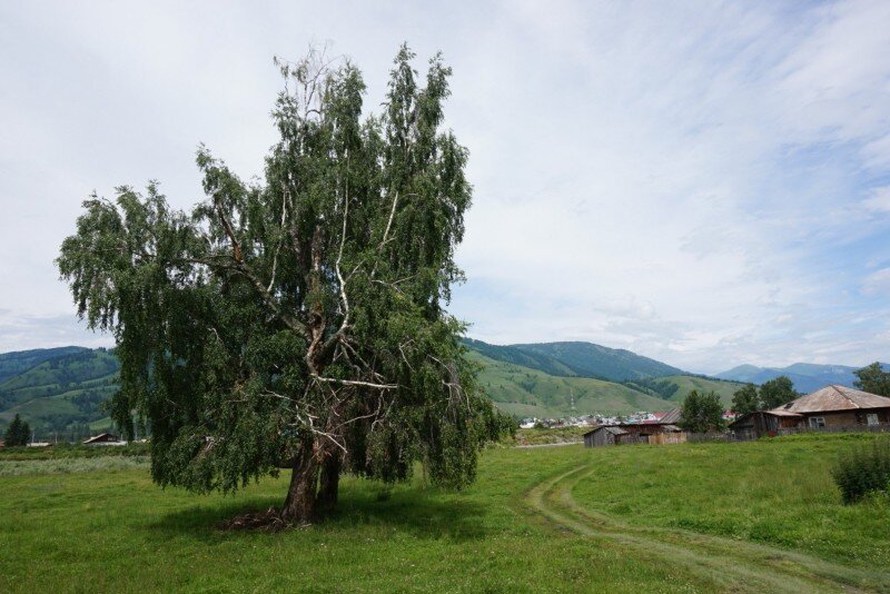 Деревня Усть-Кокса, лето 2016 года