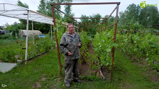 Виды шпалер для подвязки винограда. Плюсы и минусы.