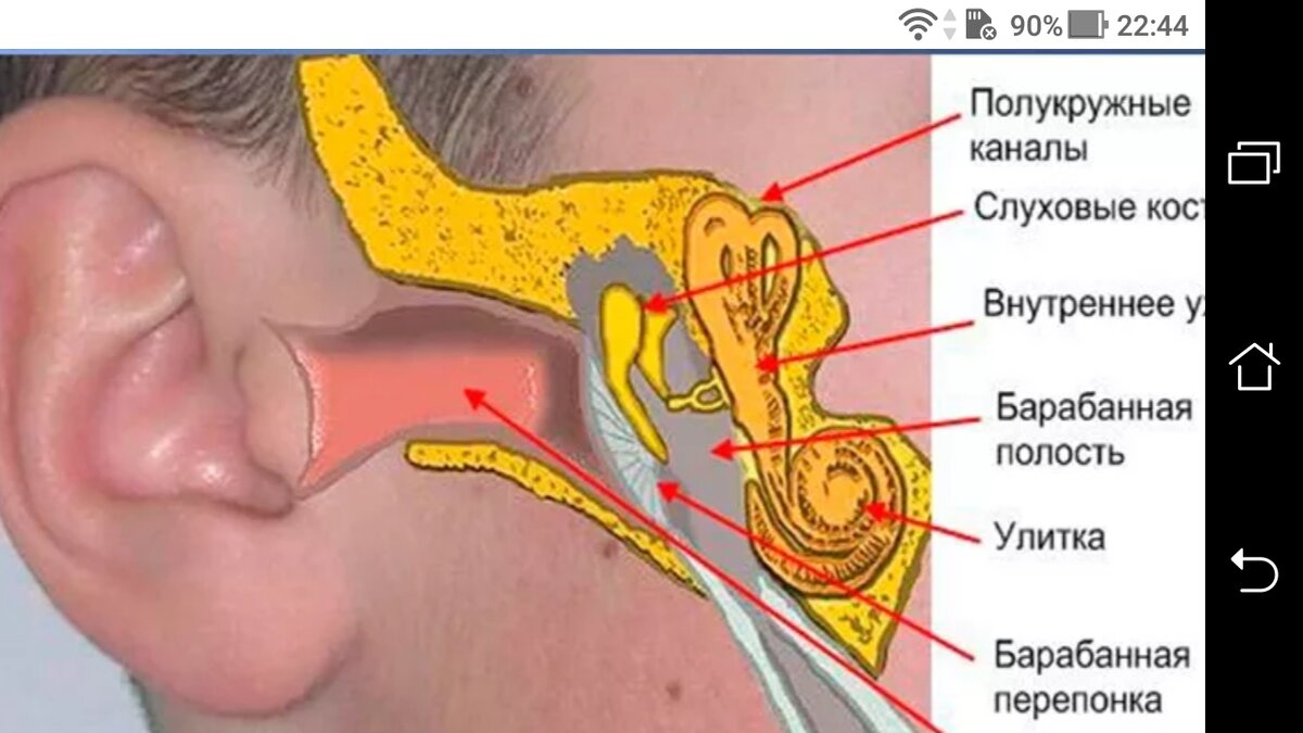 Слуховая труба картинки