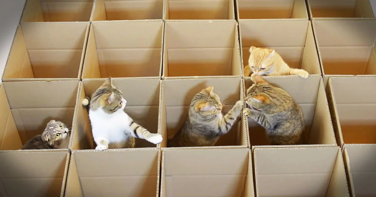Включи много котика. Кошки и коробки. Коты в коробке. Котята в коробке. Коробка для кота.