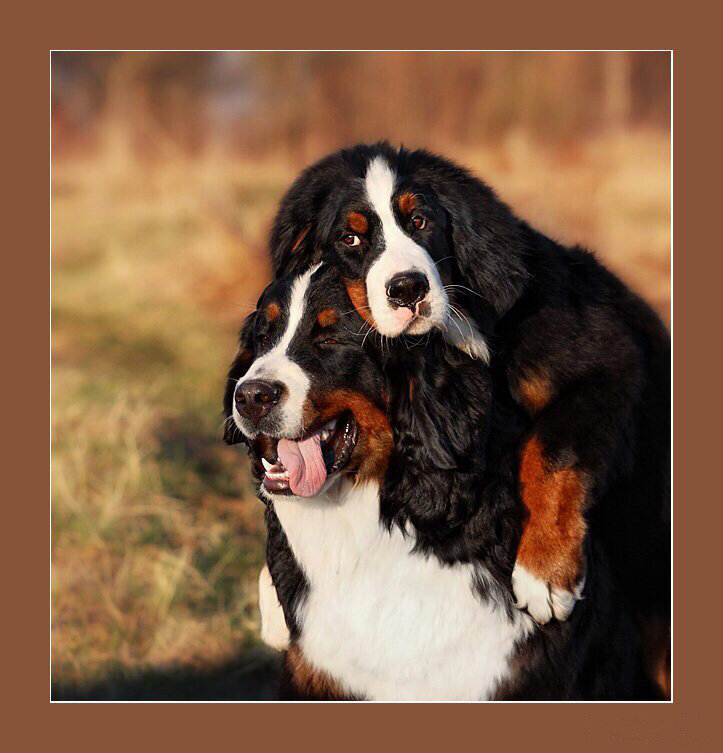 Дзен почти достигнут)