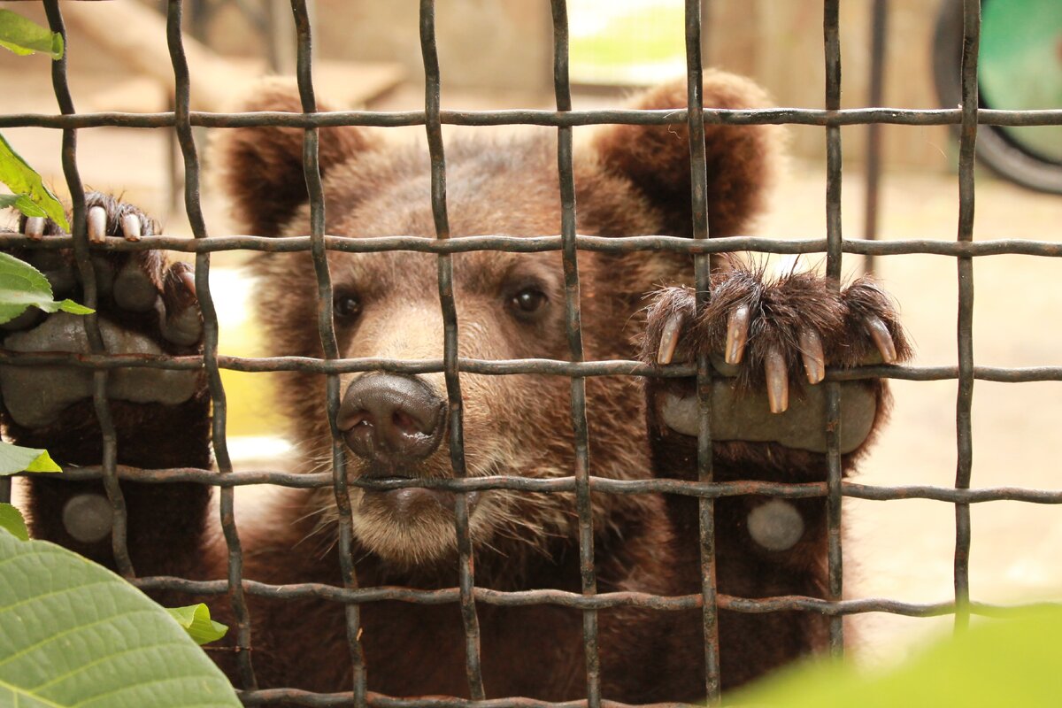 зоопарк приехал в балаково. контактный зоопарк кумертау. приехал зоопарк. ленинаканский передвижной зоопарк. зоопарк николаева чебоксары.