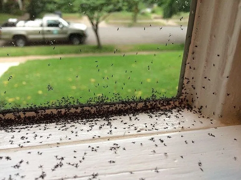 После дождя завелся. Мелкие насекомые на окне. Мошки в квартире. Насекомые на подоконнике в квартире. Мелкие мошки в квартире.