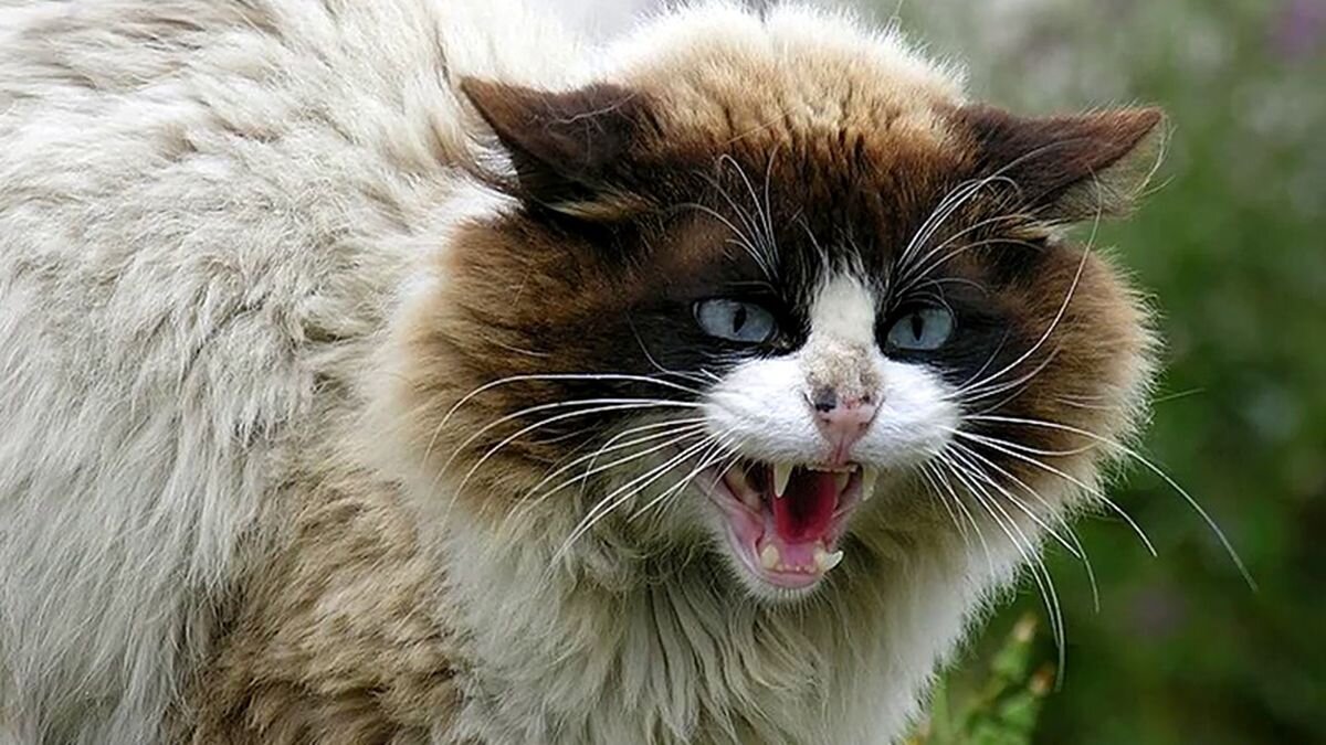 Фото из открытых источников в images.google