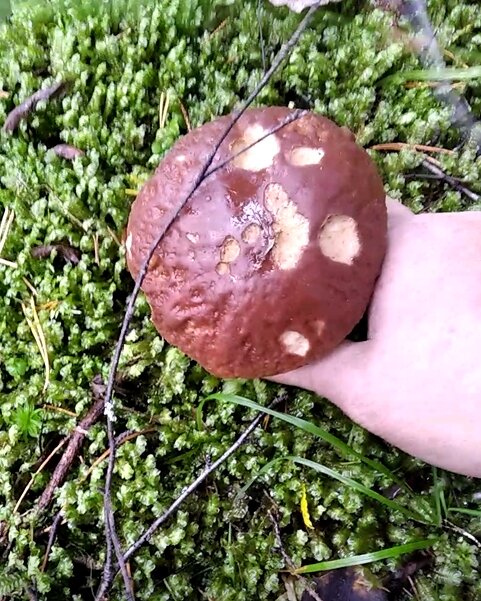 первый нормальный грибок