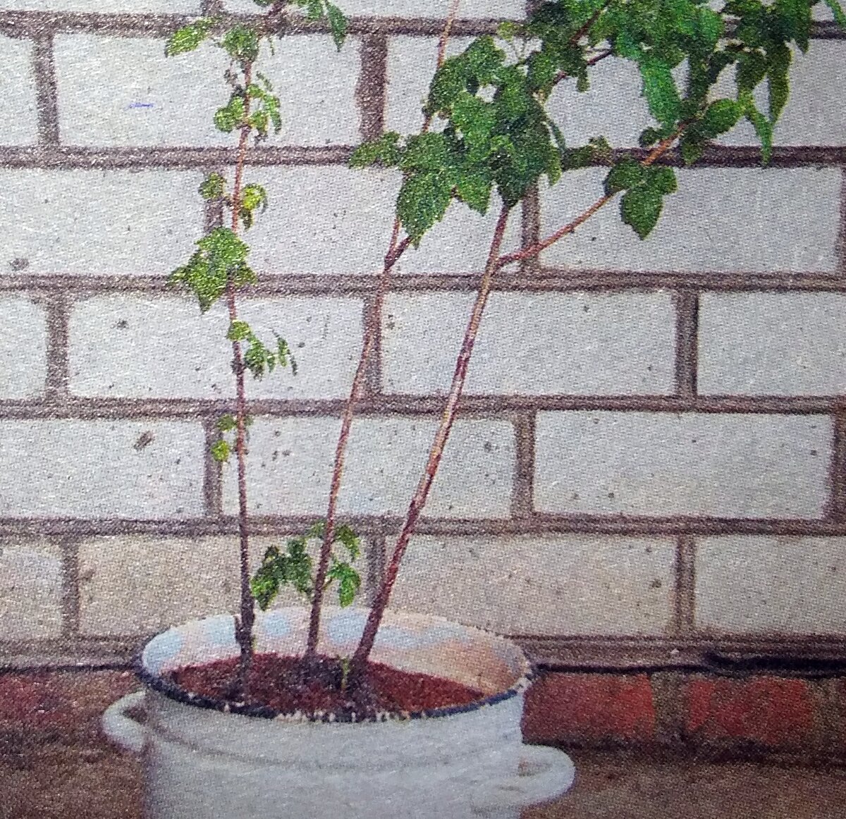 Фото сделано в 2020 г.