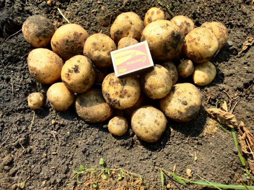 Картофель гала урожайность. Сорт картофеля Адретта. Картофель семенной сорт Гала, Адретта.. Гала и андрета картофель.