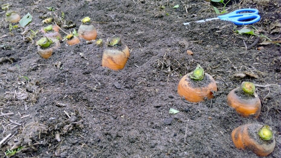 Обрезаем ботву. Фото автора