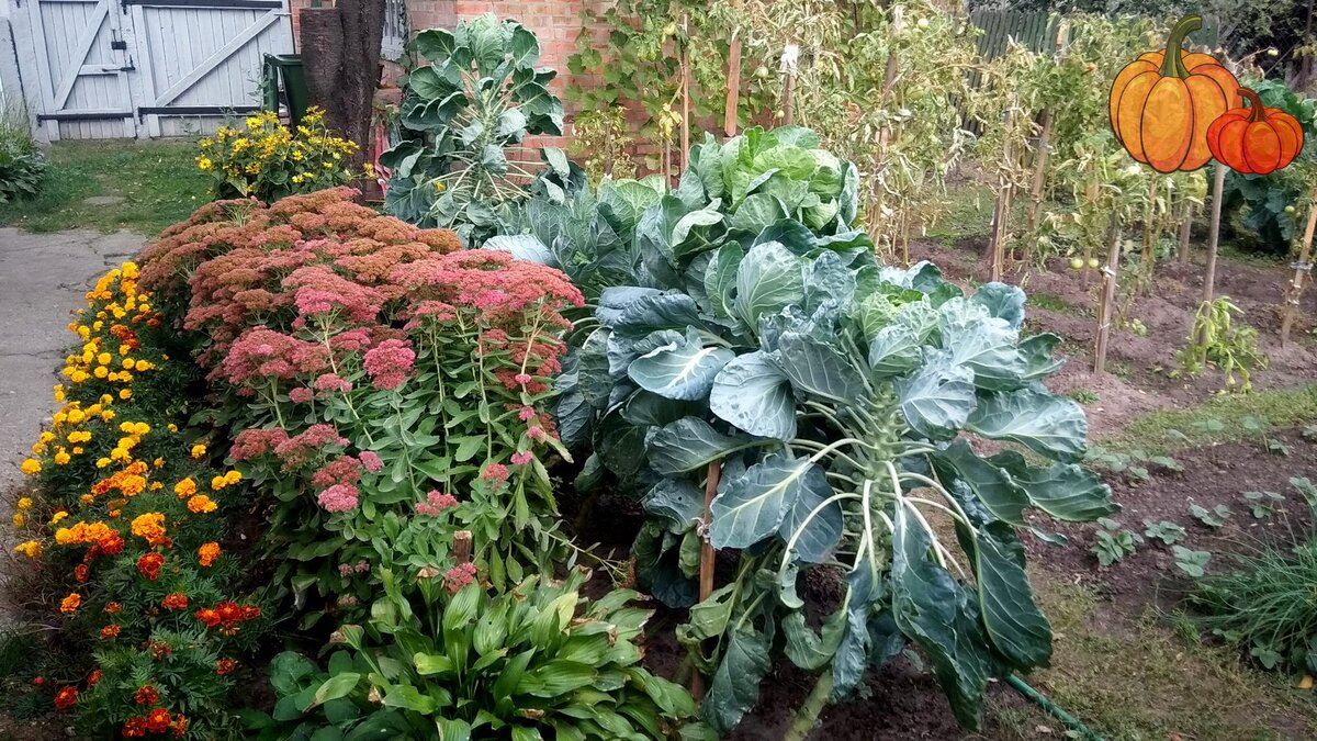 Капуста в цветочной клумбе