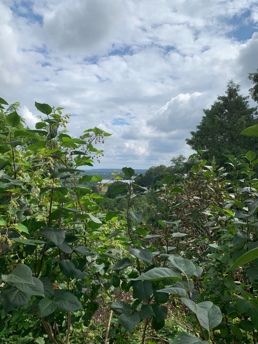 Патриарший сад