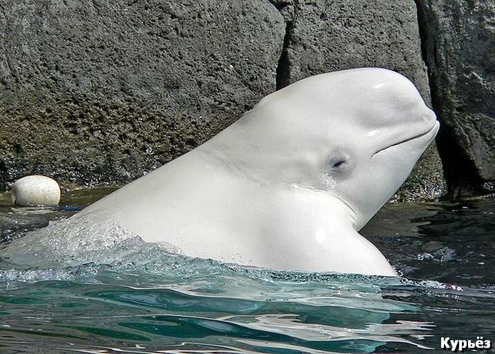 Delphinapterus leucas (Ист. изобр. https://commons.wikimedia.org/)