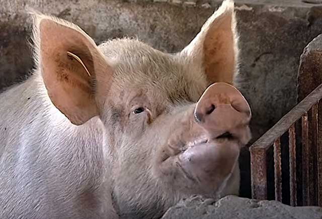Действующие ветеринарные правила содержания свиней регламентируются на законодательном уровне.