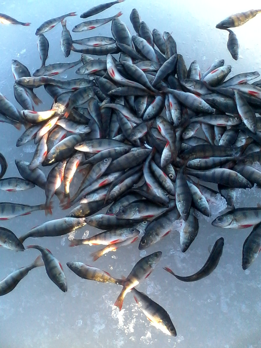 пусть и мелкие. Но какие есть в водоеме)