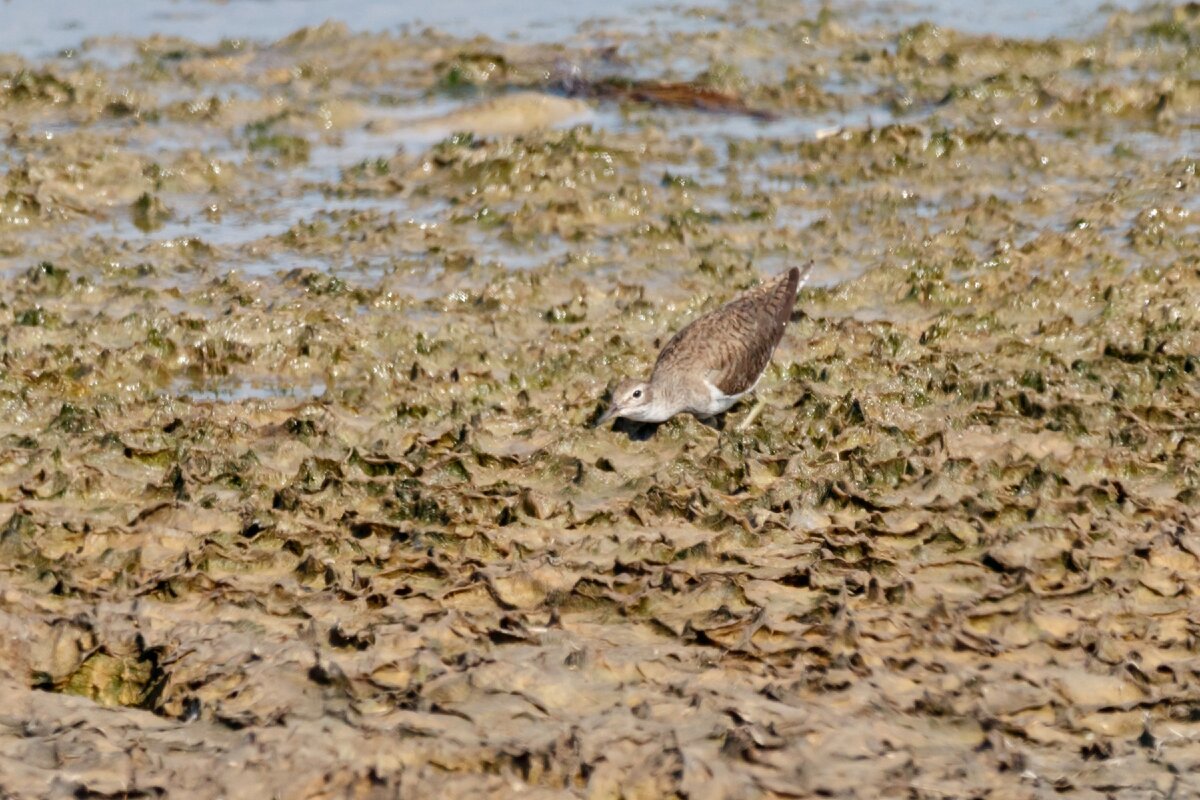 Перевозчик
