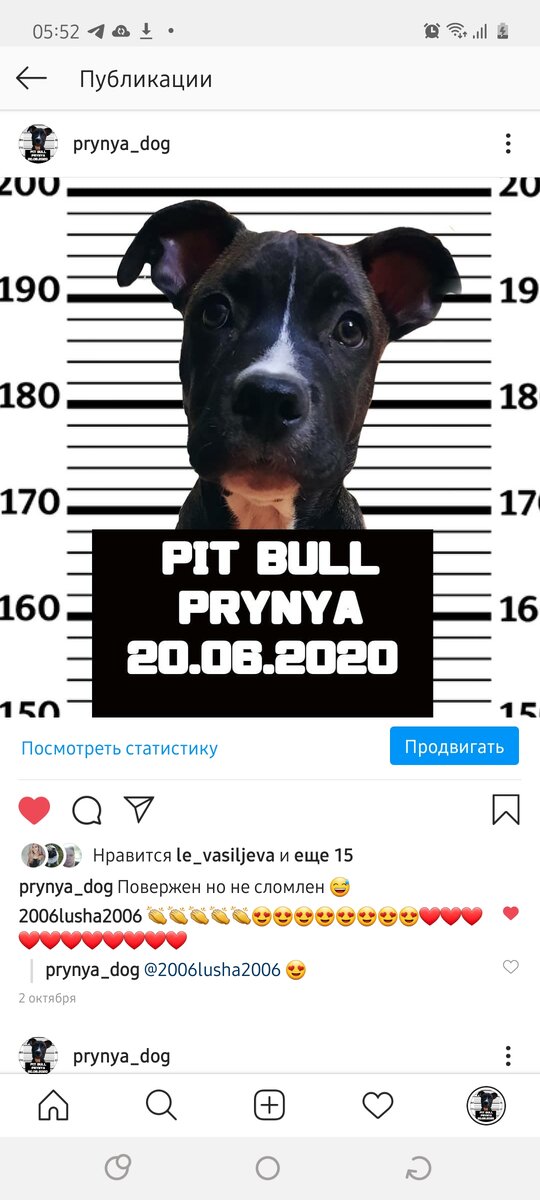 Та самая бойцовская собака которая должна ходить с намордником , и вообще их нельзя держать в семье с детьми ..