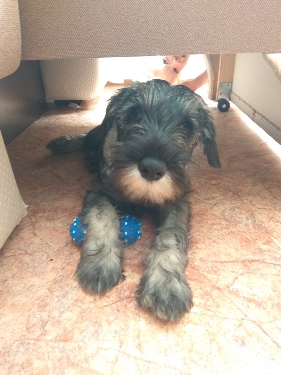 Любимый бородач