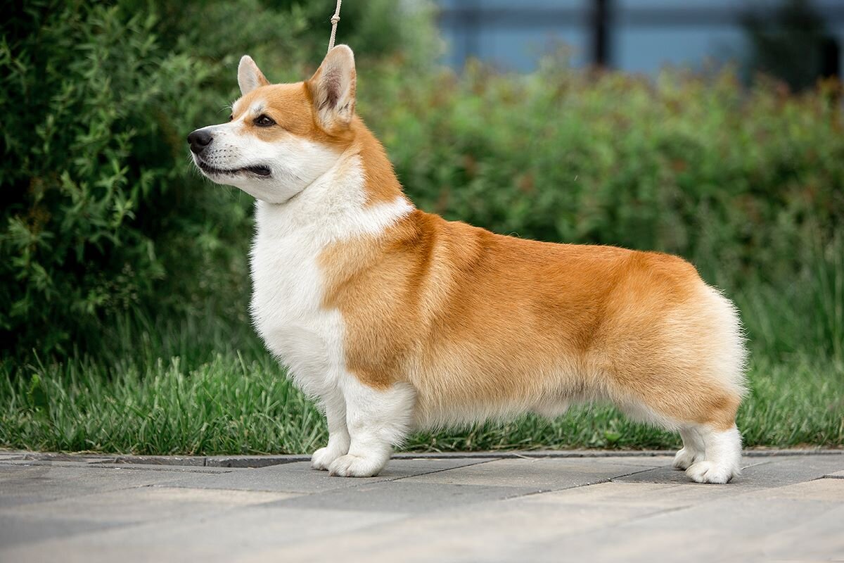 Вельш-корги-пемброк                                                                                                       https://corgi.maxbord.ru/Pic/cent.jpg                        