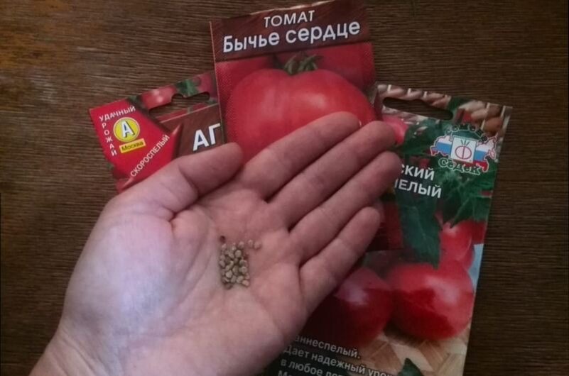 Вот такие семена томатов.