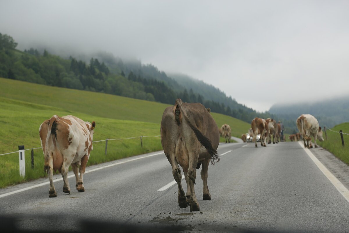 Вот такая находка, но только ночью!