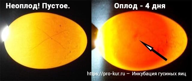 Инкубация гусиных яиц: что важно знать новичку и профессионалу?