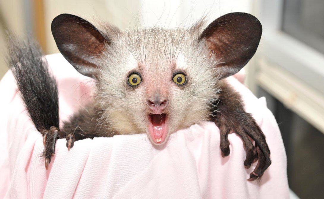 Редкие виды животных, которых мы не встретим в обычной жизни.