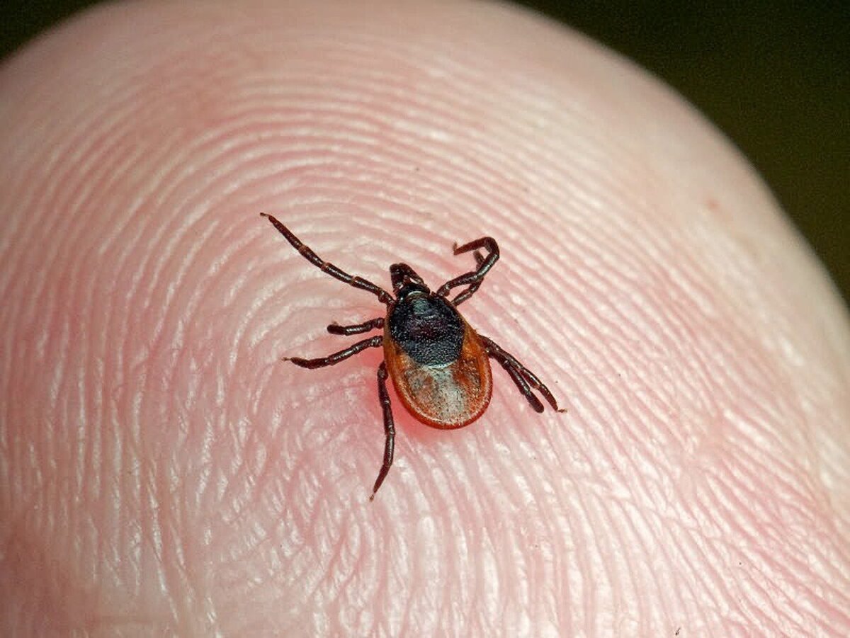 источник яндекс картинки kotello.ru