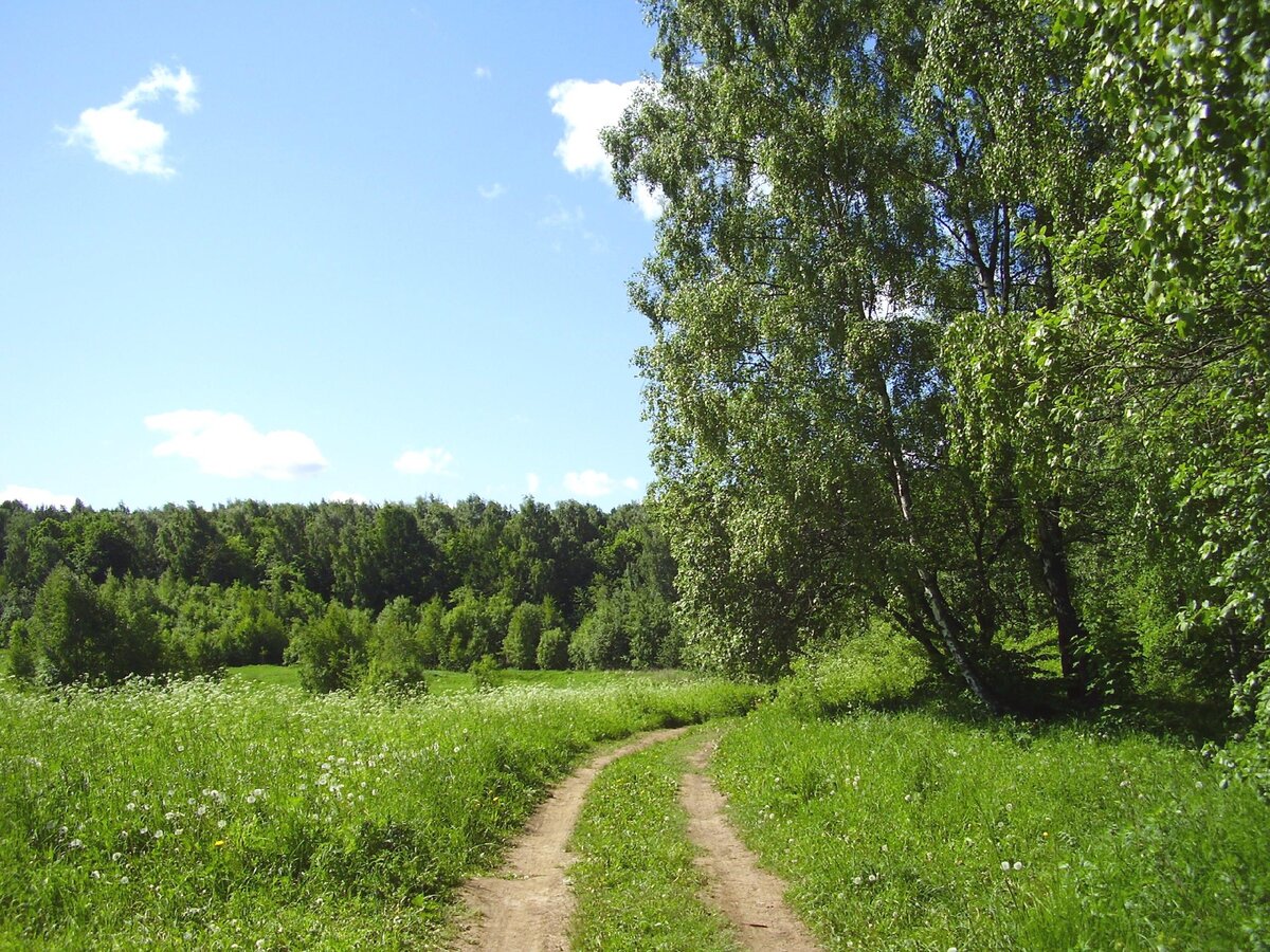 Московский лес