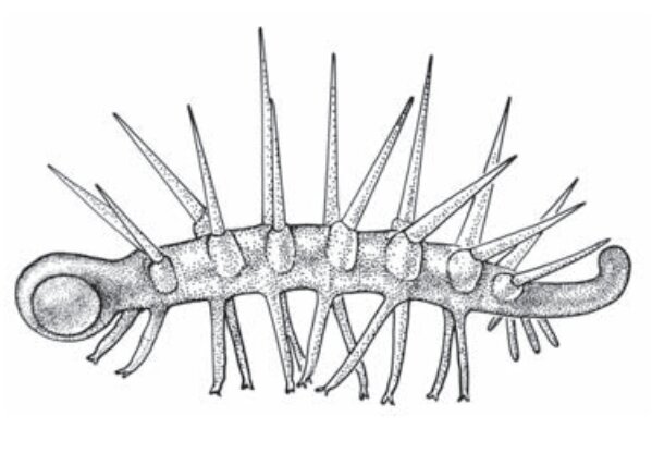 Для галлюцигении (жившей около 640 миллионов лет назад) сутки длились 21 часа. Но и до очередного дня рождения ей приходилось ждать больше дней