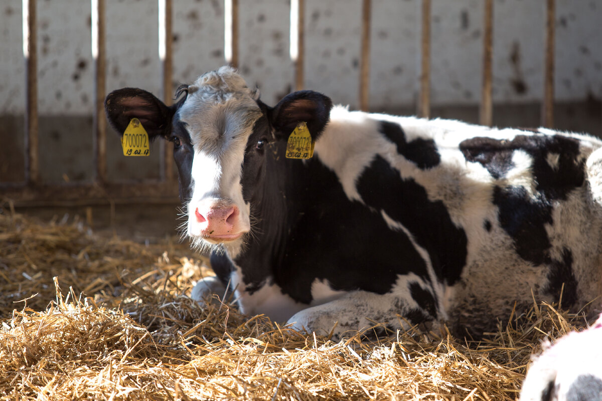 Фото принадлежит автору канала.